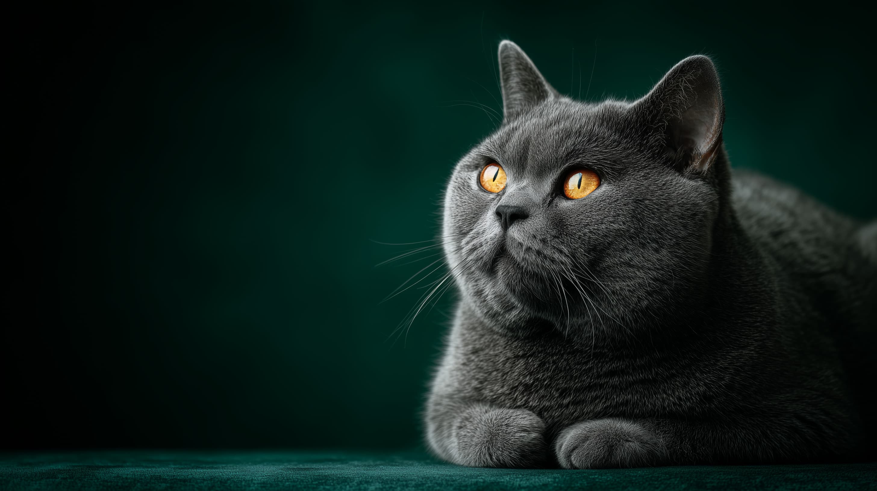 Luxurious British Shorthair Portrait with Golden Eyes