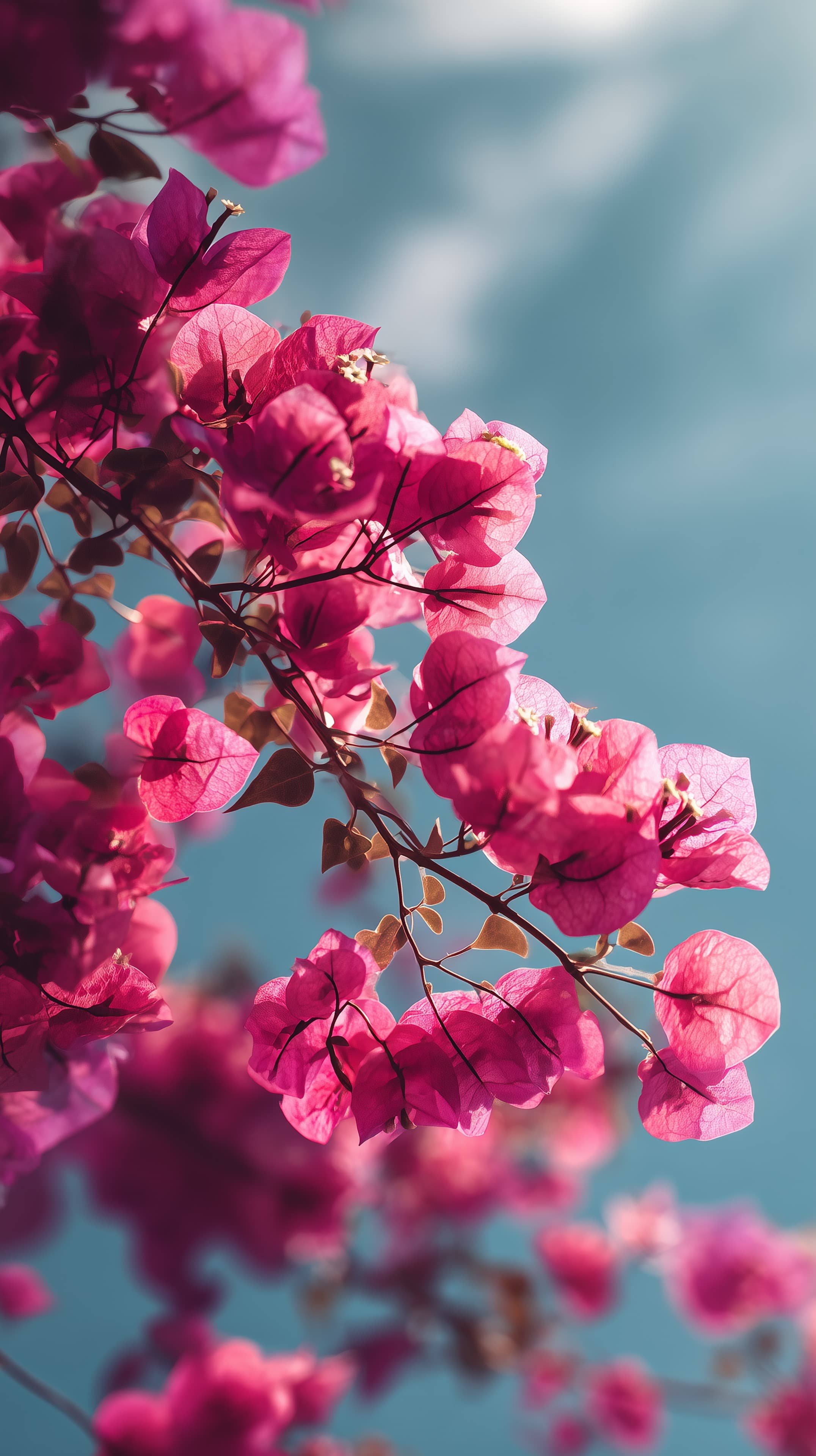 Vibrant Pink Bougainvillea Blooms Against Sky Wallpaper - High Resolution blue-sky Wallpaper for Mobile and Desktop