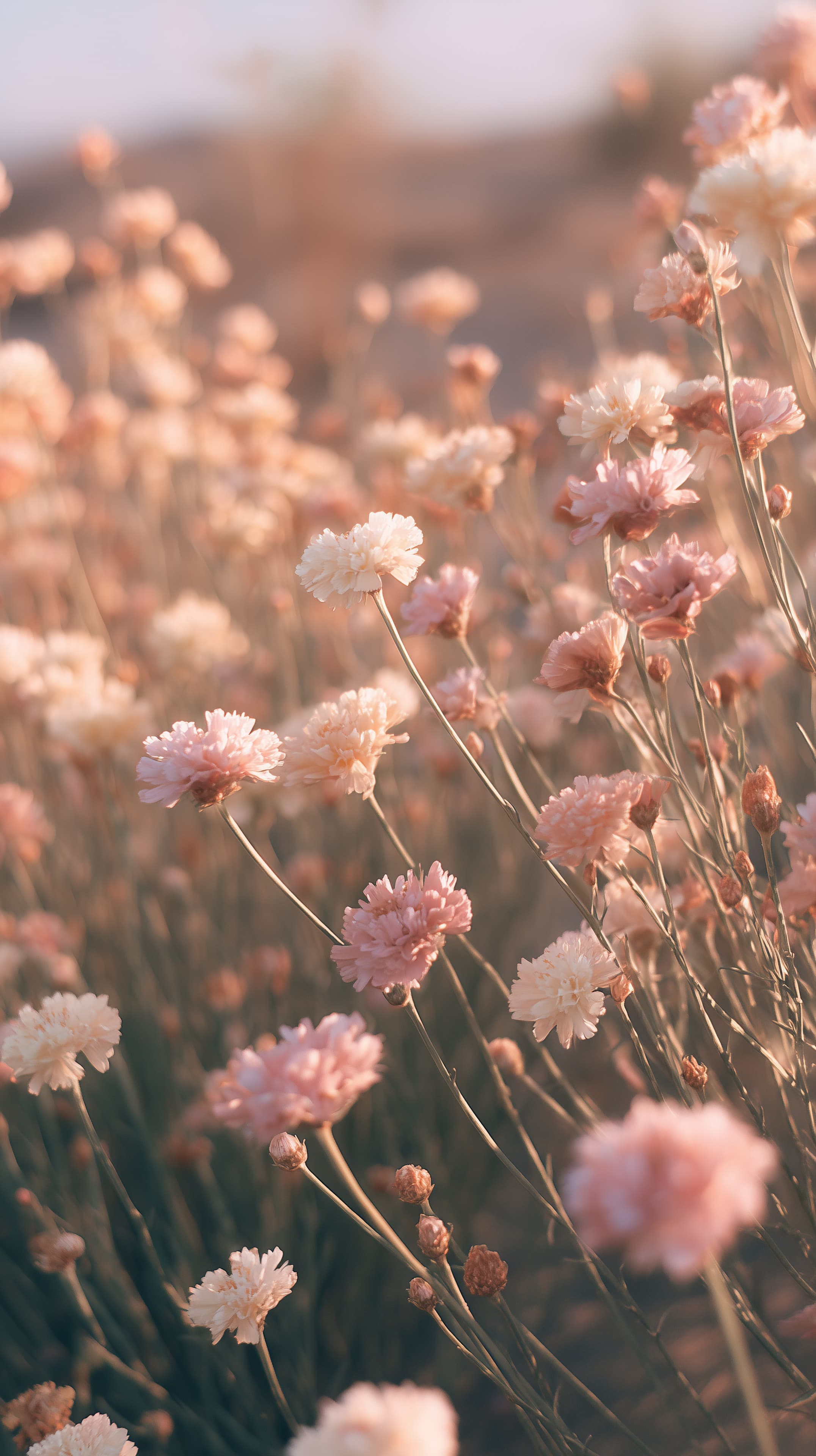 Soft Pink Floral Field Wallpaper with Warm Sunset Glow - High Resolution bokeh-background Wallpaper for Mobile and Desktop