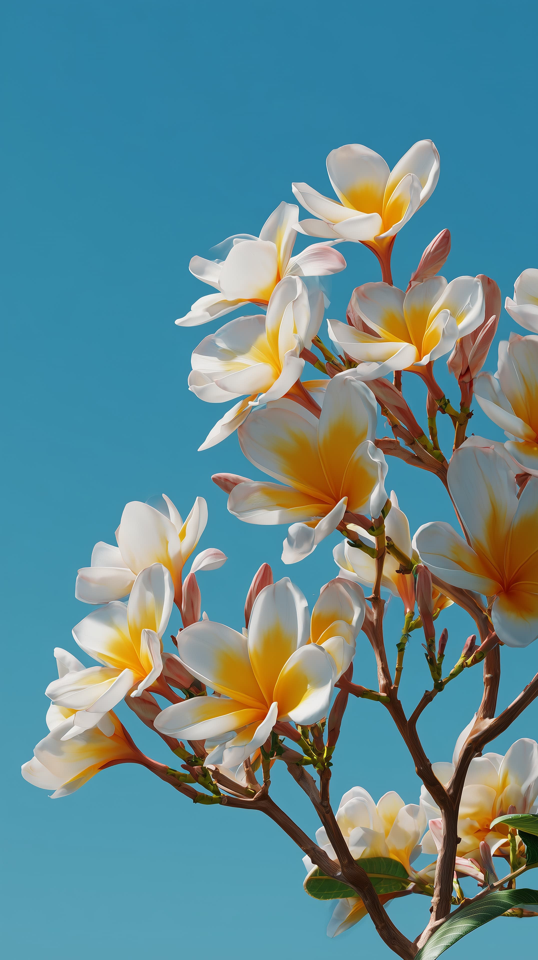 Vibrant Frangipani Blooms Against Clear Blue Sky Wallpaper - High Resolution blue-sky Wallpaper for Mobile and Desktop
