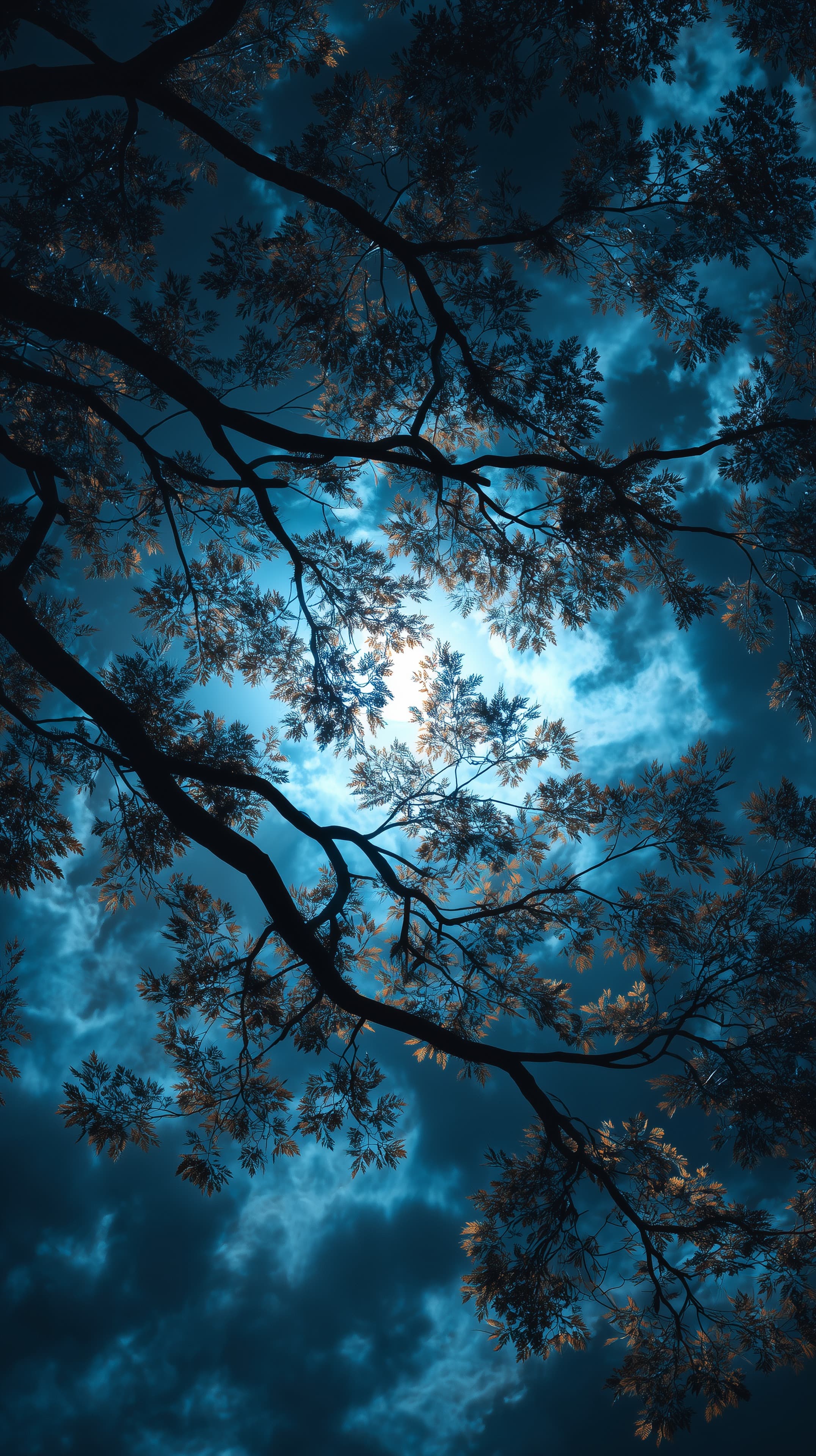 Night Sky Through Tree Branches - Silhouette Forest Wallpaper - High Resolution blue-tones Wallpaper for Mobile and Desktop