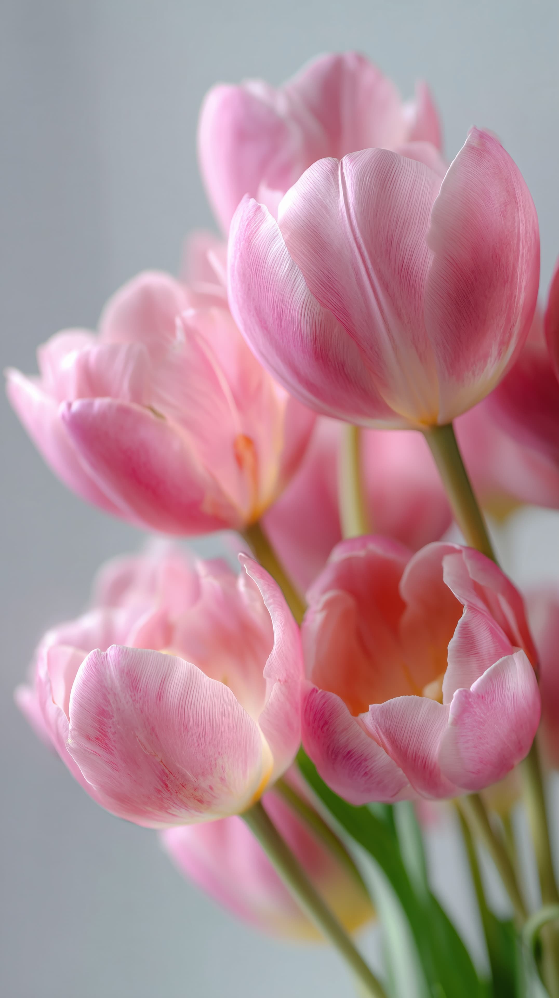 Soft Pink Tulips in Gentle Light — Floral Desktop Wallpaper - High Resolution delicate-petals Wallpaper for Mobile and Desktop