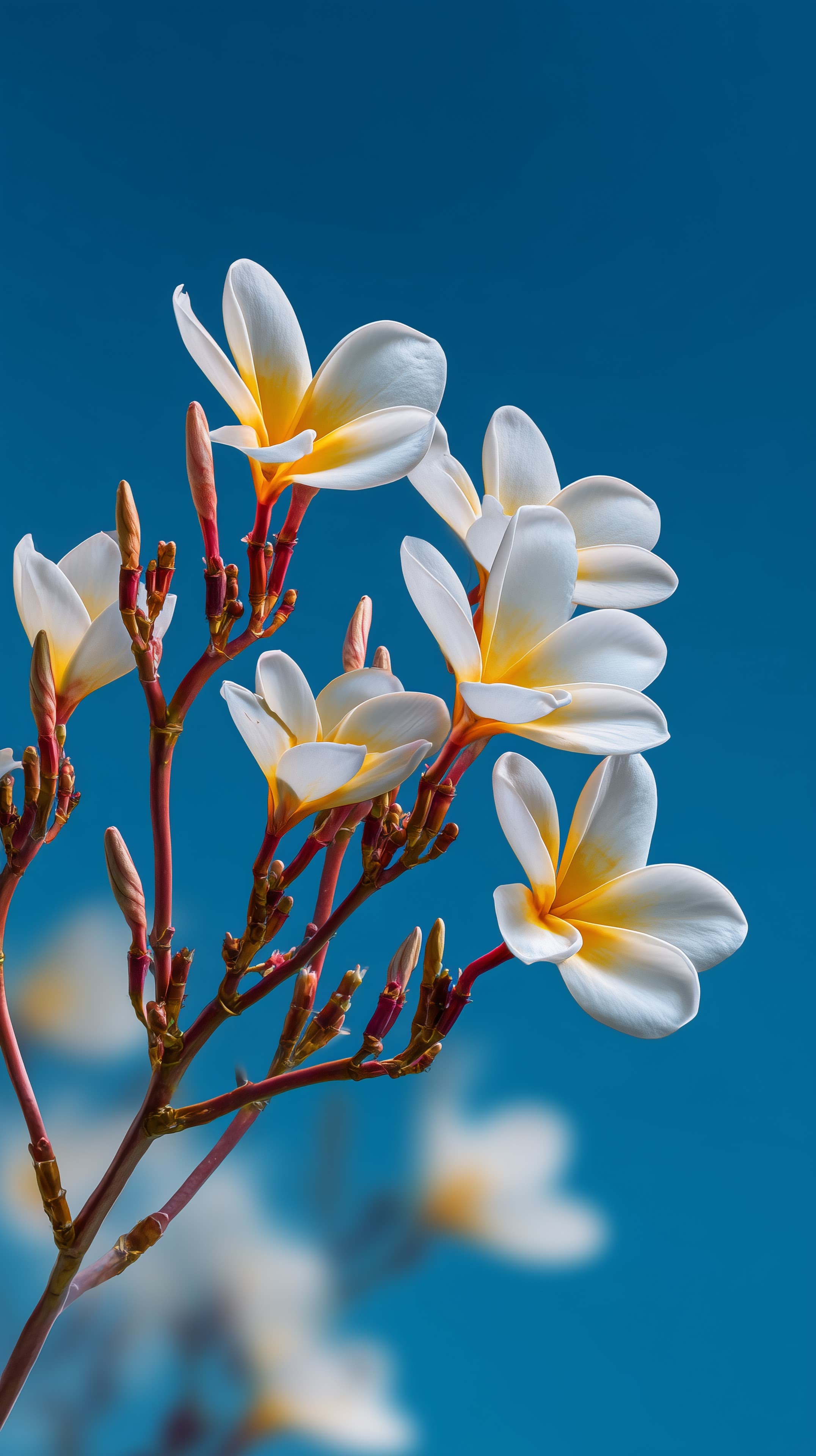 Bright Plumeria Flowers Against Deep Blue Sky Wallpaper - High Resolution blue-sky Wallpaper for Mobile and Desktop