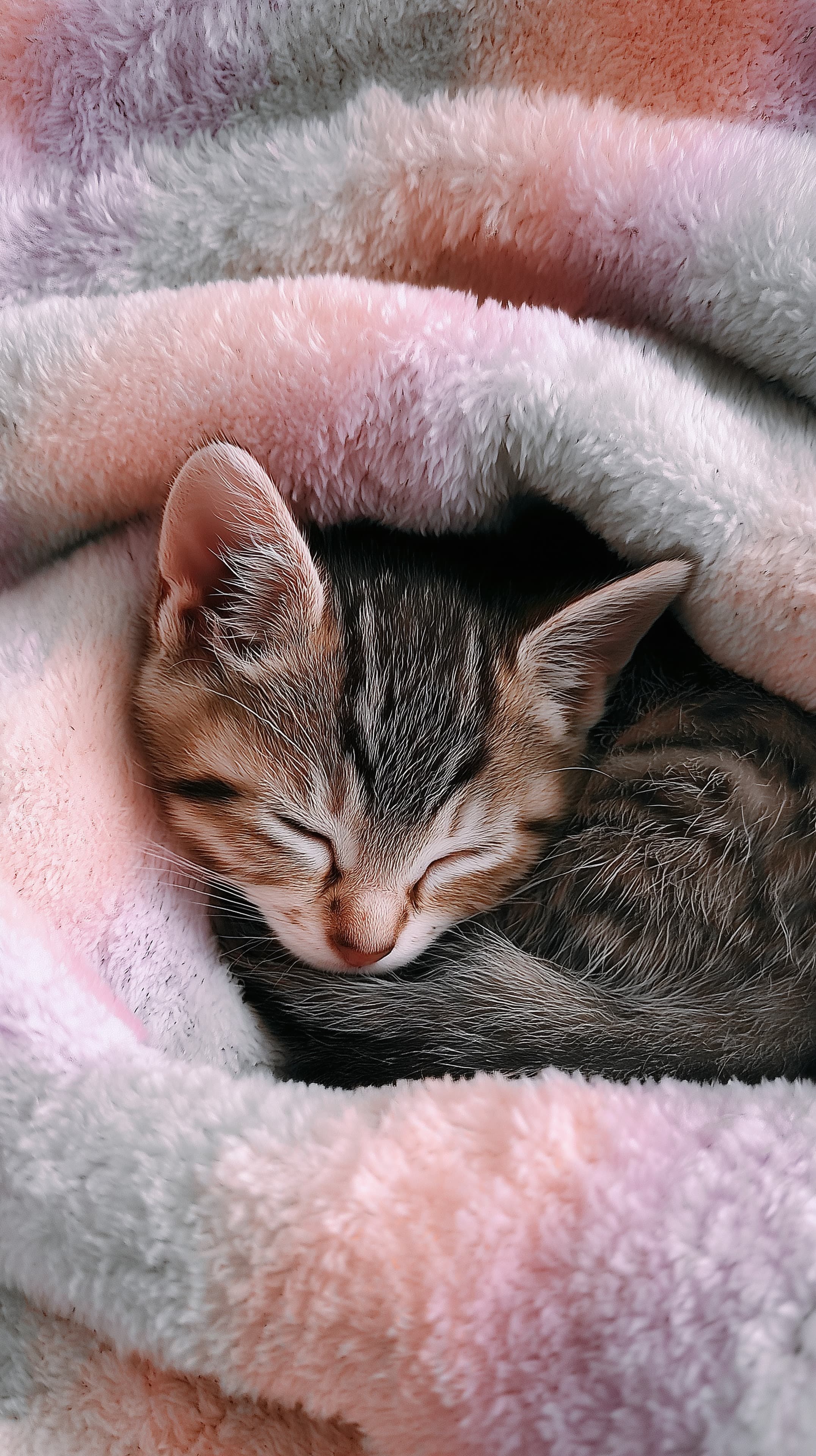 Pastel Cozy Kitten Sleeping in Fluffy Blanket Wallpaper - High Resolution blanket Wallpaper for Mobile and Desktop