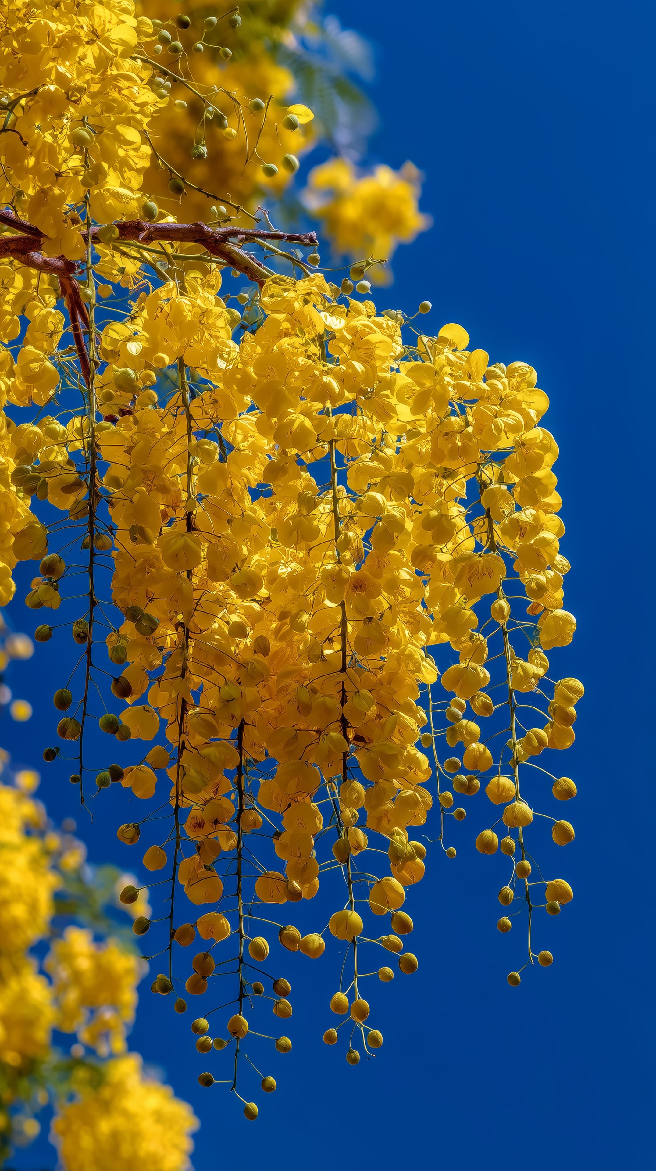Golden Yellow Cascade Blossoms Draped Over a Bright Blue Sky - High Resolution blue-sky Wallpaper for Mobile and Desktop