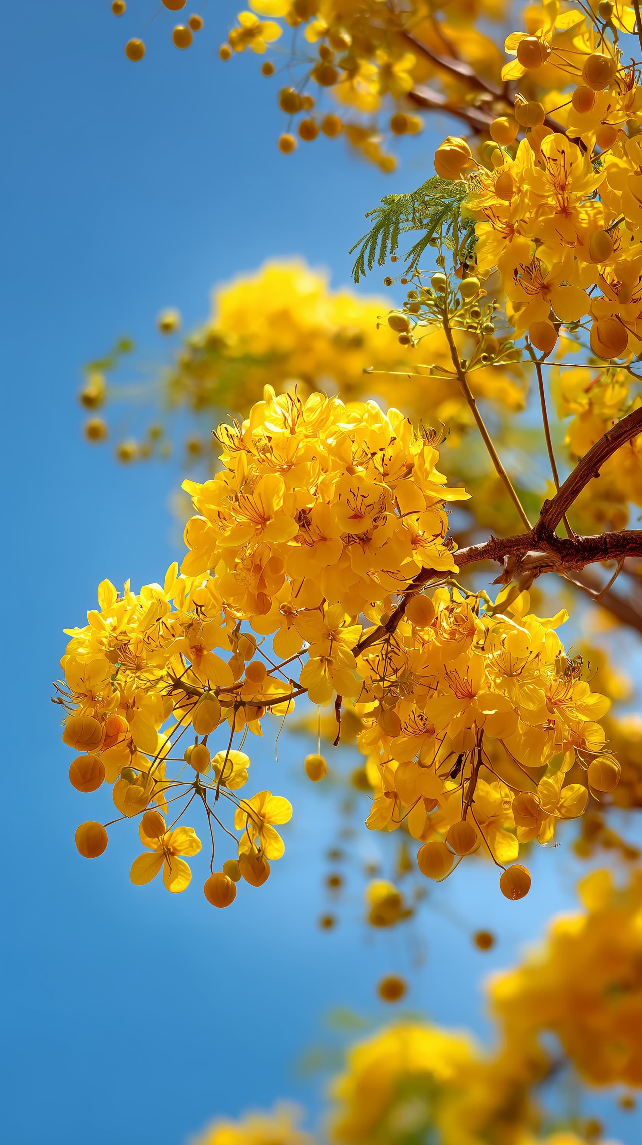 Vivid Yellow Blossoms on a Clear Blue Sky Wallpaper - High Resolution blossoms Wallpaper for Mobile and Desktop