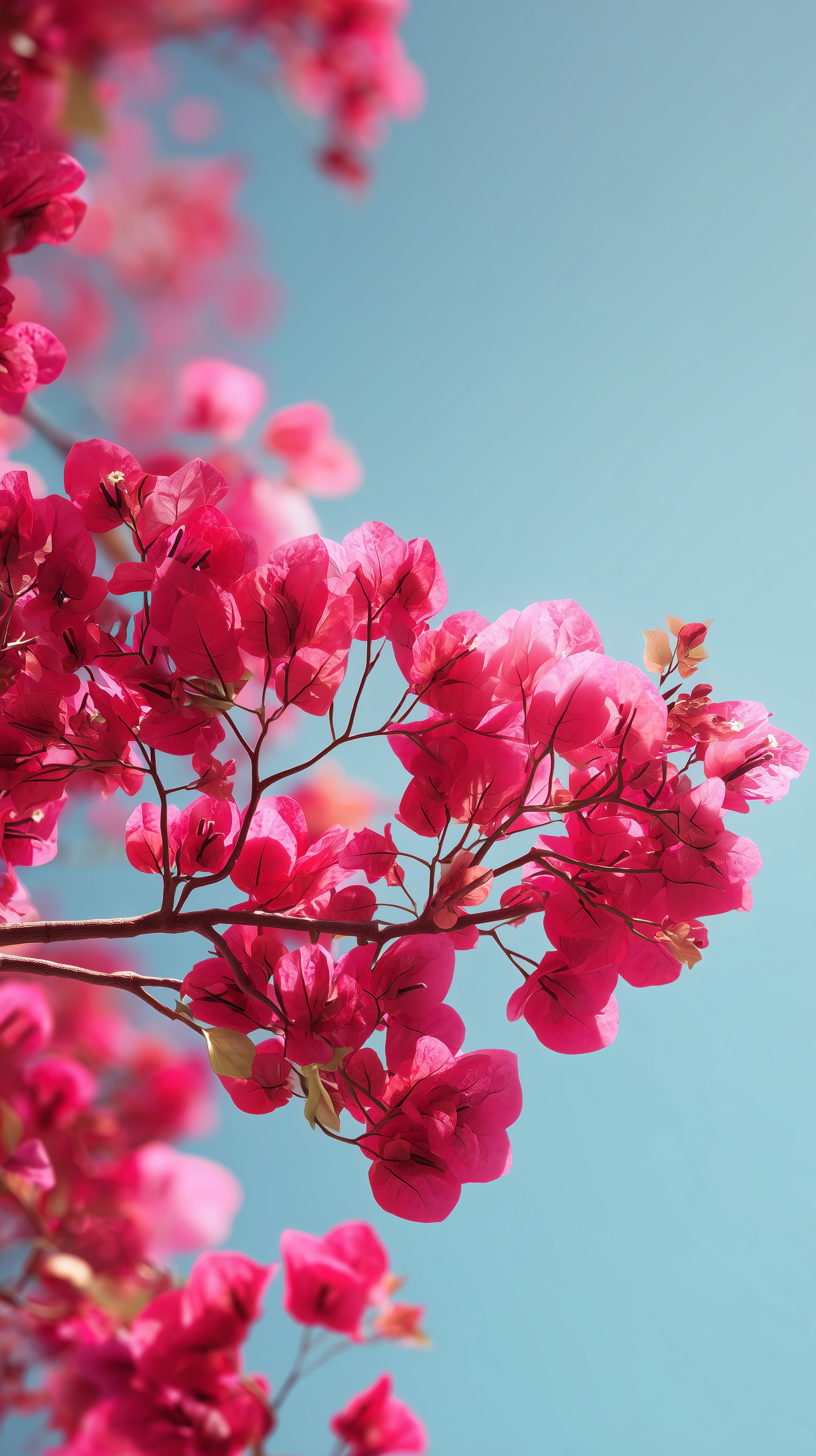 Pink Bougainvillea Branches Over Clear Blue Sky Wallpaper - High Resolution blue-sky Wallpaper for Mobile and Desktop