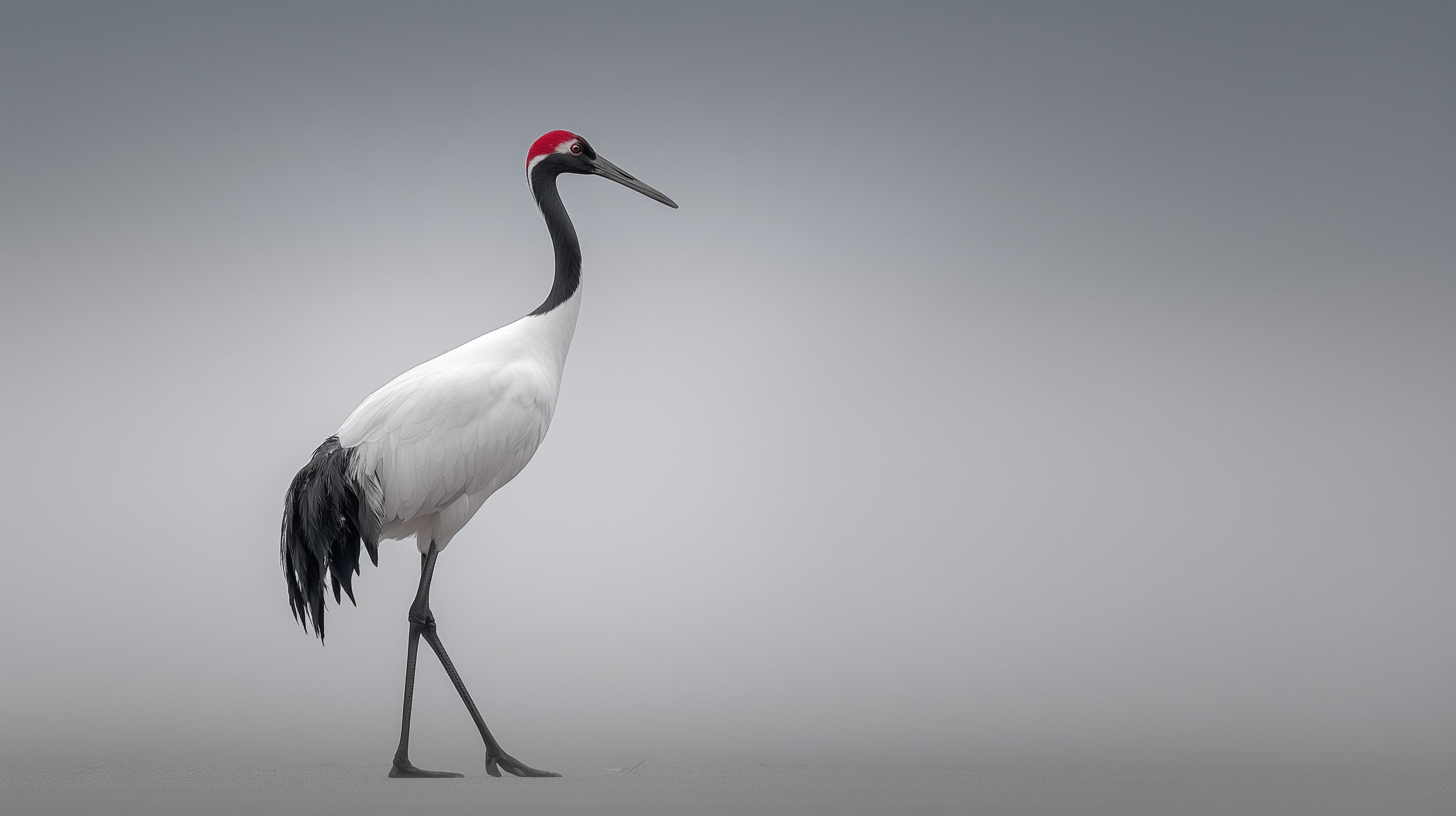 Mist-Soaked Crane Portrait: Elegant White-Black Bird Wallpaper - High Resolution crane Wallpaper for Mobile and Desktop