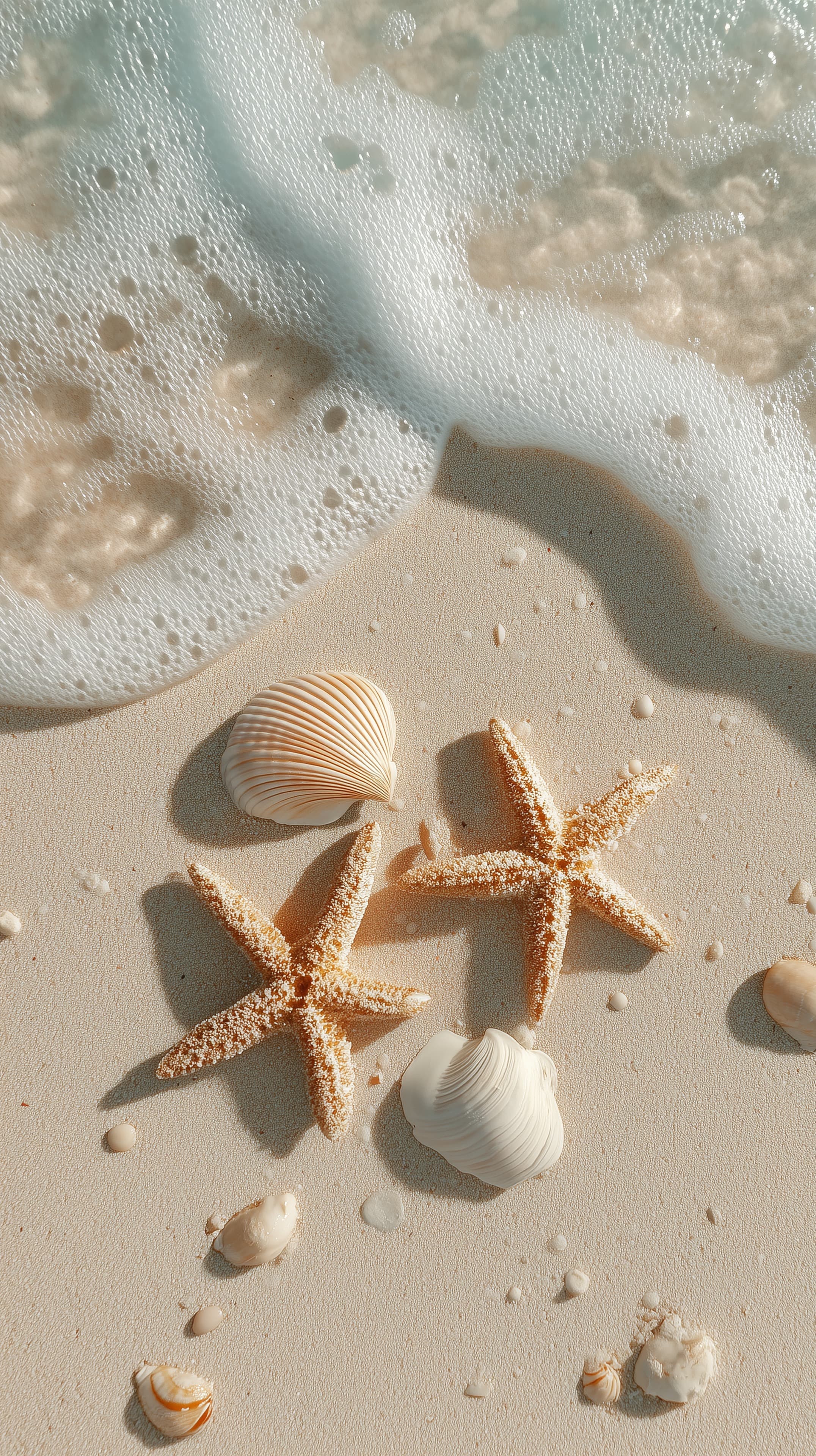 Sunlit Beach Shells and Starfish on Soft Sandy Shore - High Resolution beach Wallpaper for Mobile and Desktop
