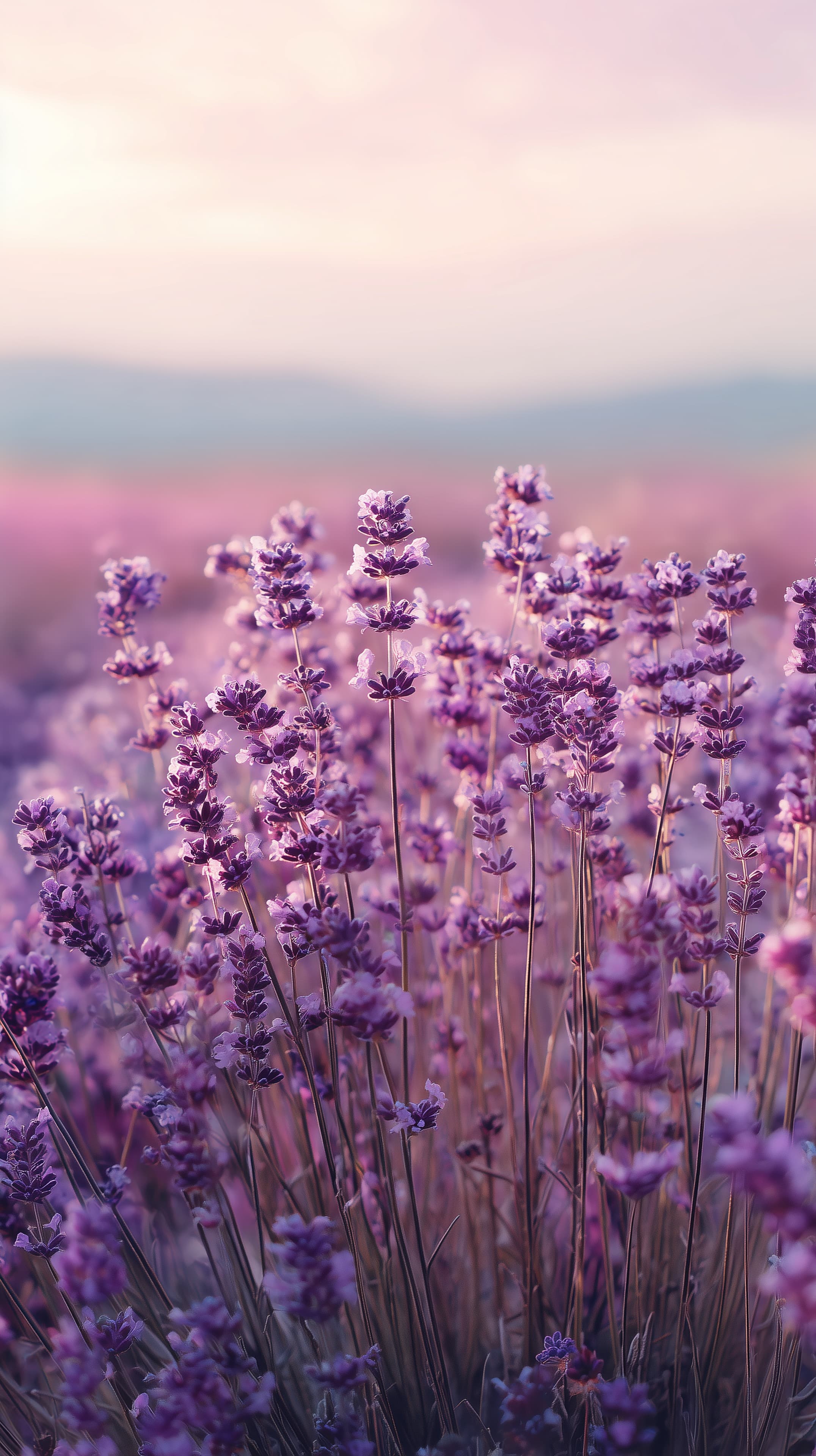 Lavender Field at Sunset: Soft Purple Floral Landscape Wallpaper - High Resolution calm Wallpaper for Mobile and Desktop