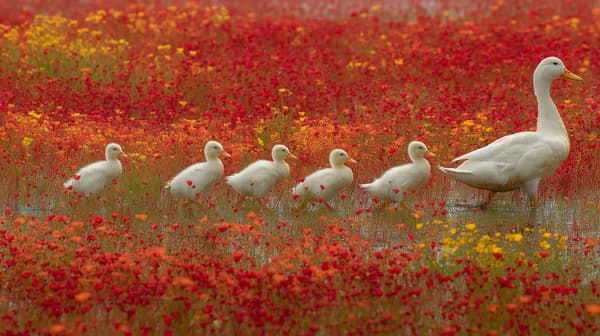 White Ducklings and Mother Duck in a Field of Red Wildflowers - HD Wallpaper, 4k Background Image