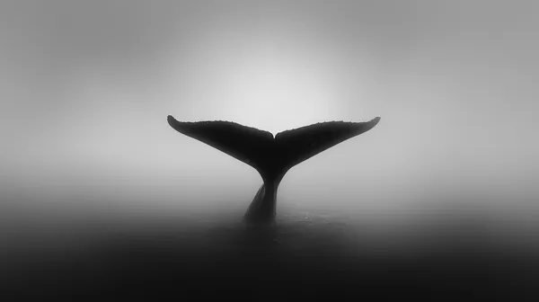 Silhouette Whale Tail in Mist — Monochrome Wallpaper - HD Wallpaper, 4k Background Image