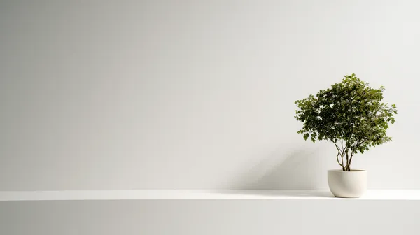 Minimalist potted plant on a clean white shelf wallpaper - HD Wallpaper, 4k Background Image
