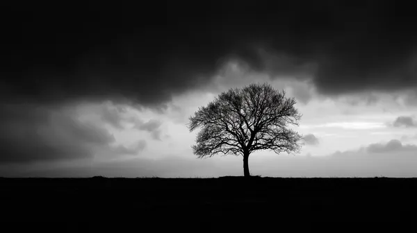 Solitary Tree Amid Stormy Sky: Moody Black & White Landscape - HD Wallpaper, 4k Background Image