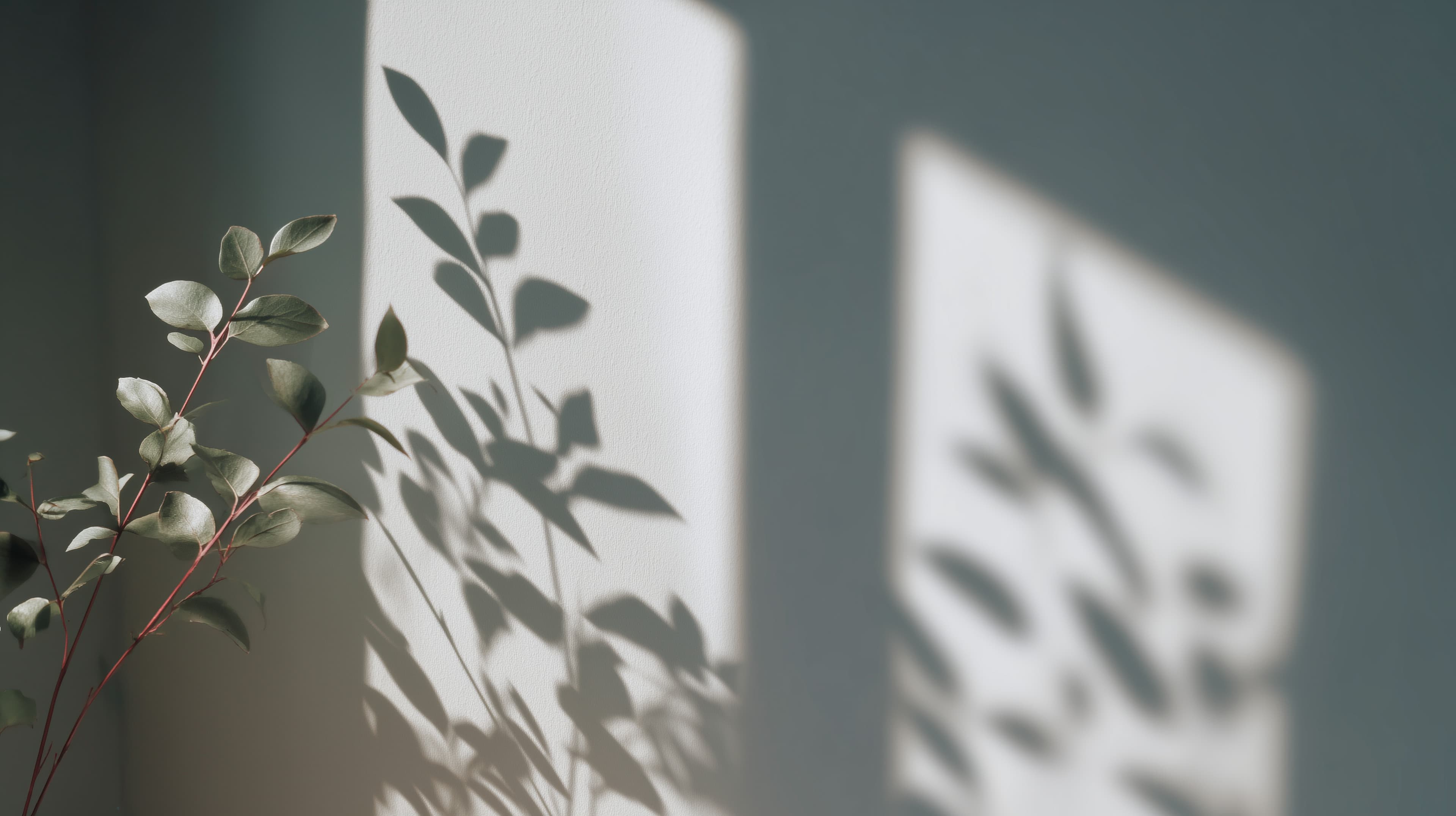 Sunlit Minimalist Interior with Soft Plant Shadow Art - High Resolution plant-shadow Wallpaper for Mobile and Desktop