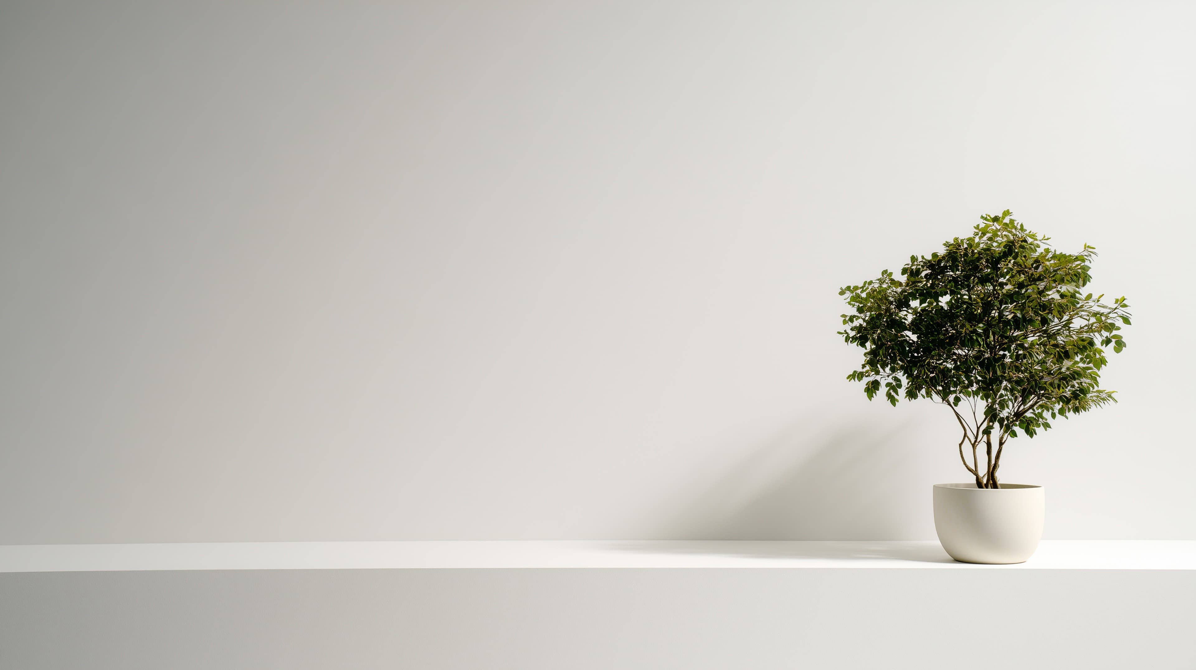 Minimalist potted plant on a clean white shelf wallpaper - High Resolution calm-wallpaper Wallpaper for Mobile and Desktop