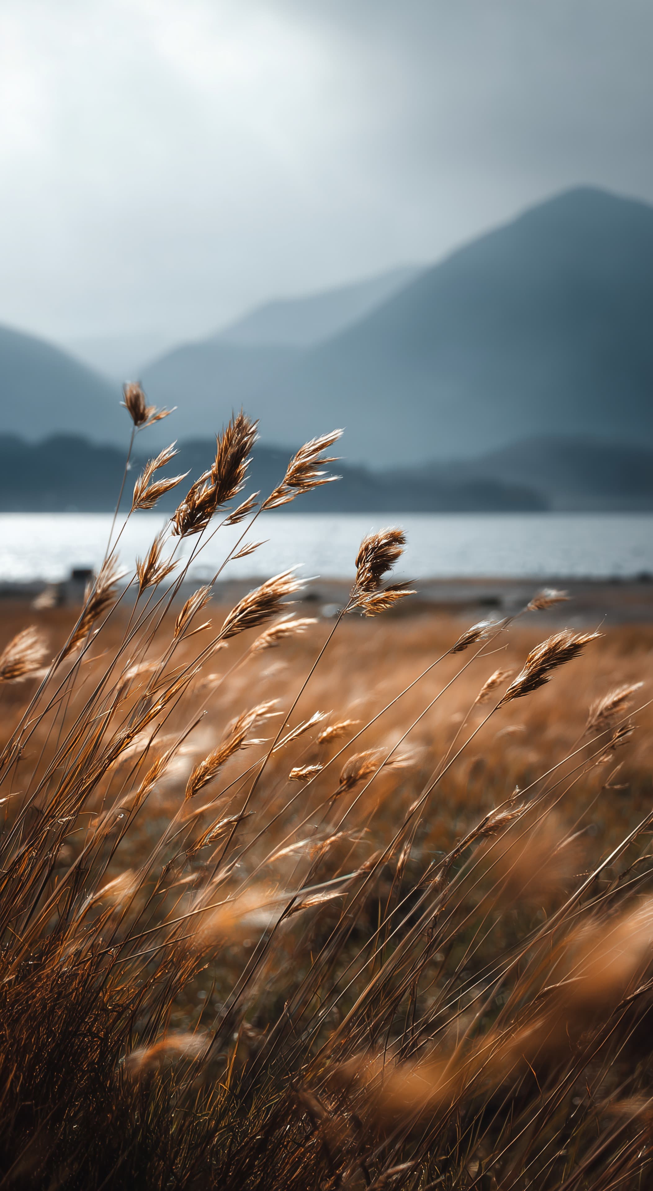 Golden Grass by a Tranquil Lake Under Misty Mountains - High Resolution calm Wallpaper for Mobile and Desktop