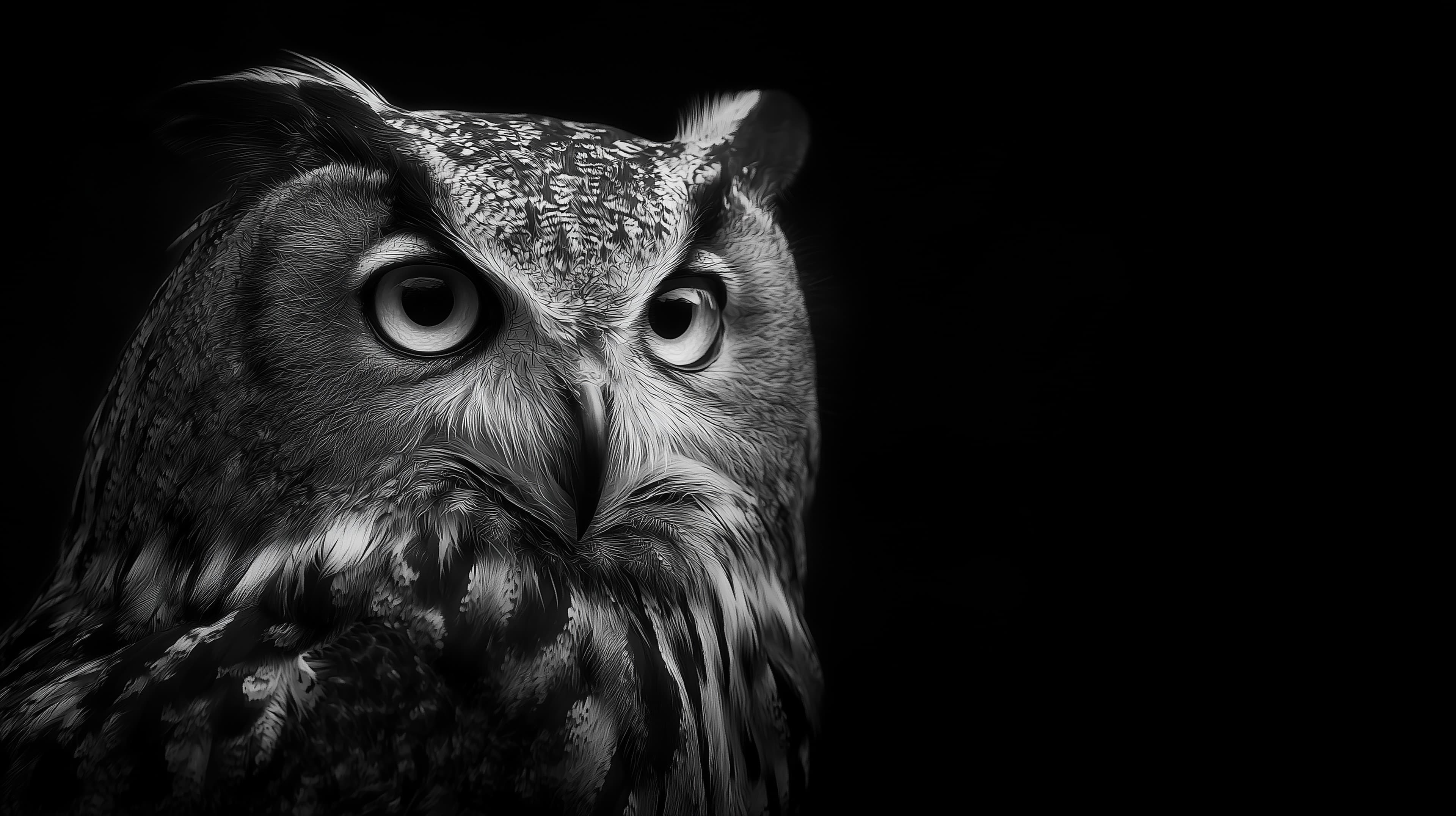 Monochrome Owl Portrait Wallpaper — Dramatic Black & White Close-Up - High Resolution owl Wallpaper for Mobile and Desktop